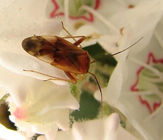 Neolygus laureae on mountain mint Neolygus laureae. mountain laurel.jpg