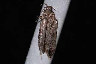 <i>Neotelphusa praefixa</i> Species of moth