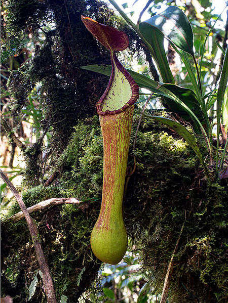 File:Nepenthes pantaronensis upper pitcher.jpg