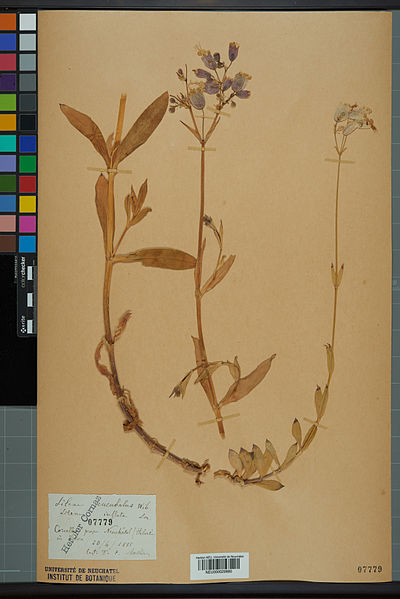 File:Neuchâtel Herbarium - Silene vulgaris - NEU000029880.jpg