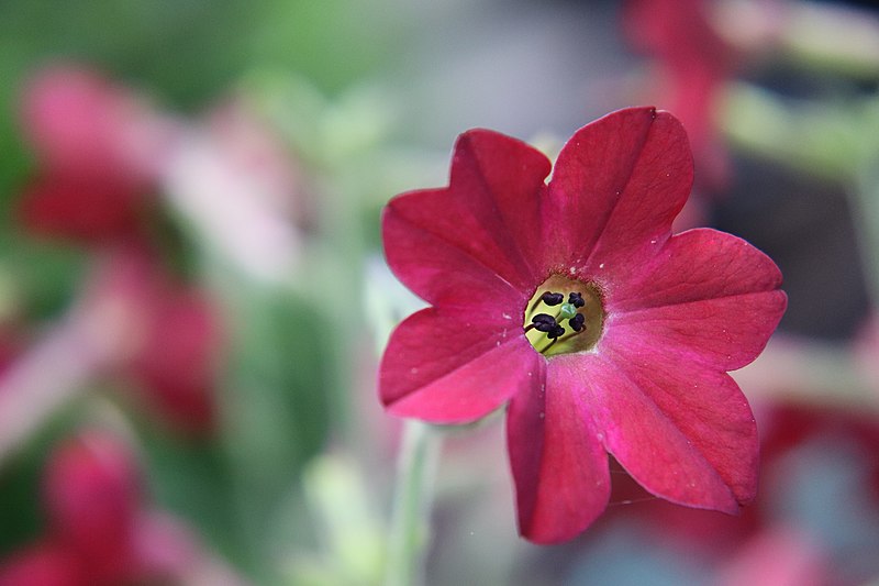 File:Nicotiana × sanderae public domain IMG 6527--.jpg