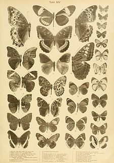 <i>Euriphene niepelti</i> Species of butterfly