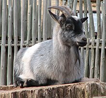 A Nigerian Dwarf goat, one of the animals kept by the Oklahoma City Zoo and considered at recovering status Nigerian Dwarf Goat 002.jpg