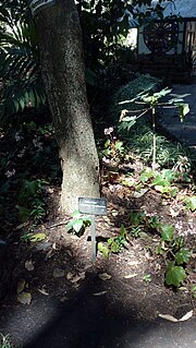 Miniatura para Jardín botánico de Guatemala