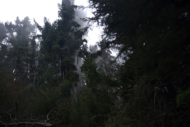 File:Non-native trees in Polipoli State Park.jpg