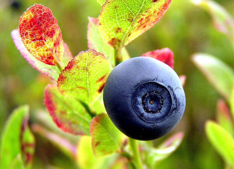 File:Norwegian blueberry.jpg