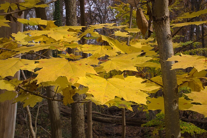 Maple leaves in gold