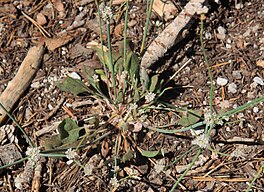 Nude buckwheat basal leaves (Eriogonum nudum)