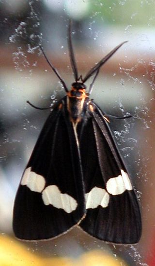 <i>Nyctemera annulata</i> Species of moth