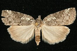 Nycteola frigidana