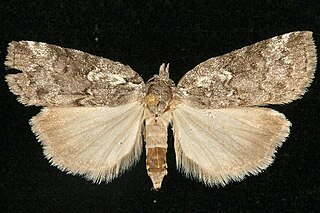 <i>Nycteola frigidana</i> Species of moth