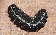 Marbled green caterpillar Nyctobrya muralis Marbled green (Forster, 1771).jpg