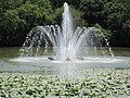 Springbrunnen im Seerosenteich