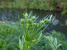 Atypically large and numerous bracteoles on an immature umbel Oenanthe crocata bracteoles.jpg