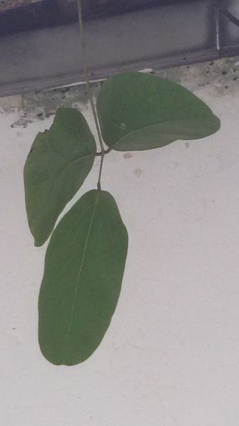 File:Old leaf for Mucuna birdwoodiana.jpg