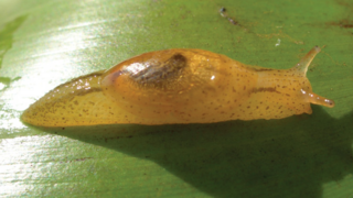 <i>Omalonyx convexus</i> Species of gastropod