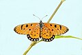 * Nomination: Open wing posture Basking of Acraea terpsicore (Linnaeus, 1758) - Tawny Coster --Sandipoutsider 08:06, 30 June 2023 (UTC) * * Review needed