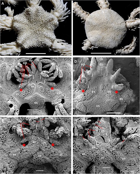 File:Ophiacanthidae (10.1371-journal.pone.0139463) Figure 23.jpg