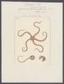 Ophiura scolopendrica - - Print - Iconographia Zoologica - Special Collections University of Amsterdam - UBAINV0274 108 14 0006.tif