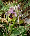 Ophrys tenthredinifera Zingaro - Sicily