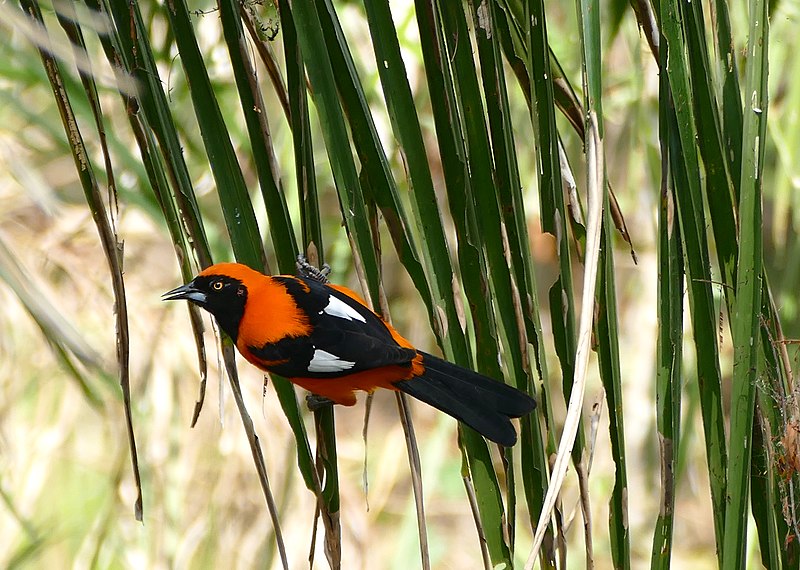 File:Orange-backed Troupial (Icterus croconotus) (28557678726).jpg