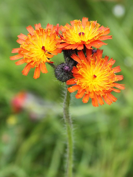 The dandelion clock appreciation thread - Page 2 512px-Orange_Hawkweed_%28Pilosella_aurantiaca%29_%284692981851%29