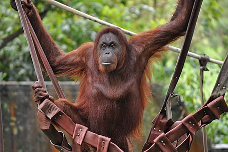 Fail:Orangutan at Kuala Lumpur Zoo - Kuala Lumpur, Malaysia..JPG