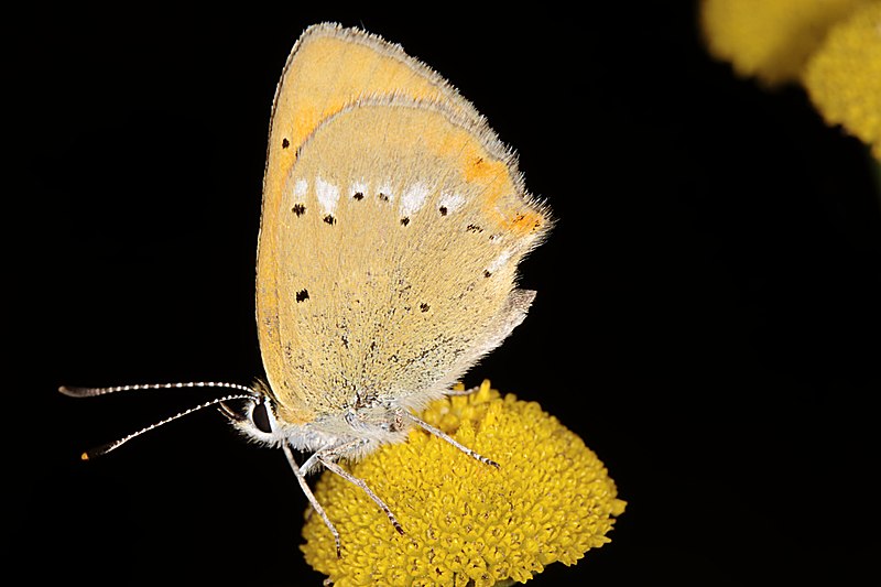 File:Oransjegullvinge (Lycaena virgaureae) (4910742567).jpg