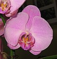 Bloem van Orchidaceae phalaenopsis
