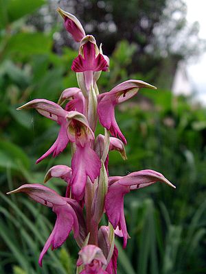 Anacamptis Sancta