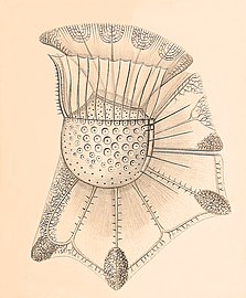 Planktonic dinoflagellate, Ornithocercus magnificus