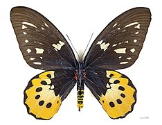   Museum specimen ♀ △ - Ventral side