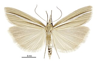 <i>Orocrambus simplex</i> Species of moth