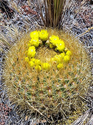 <i>Oroya borchersii</i> Species of cactus