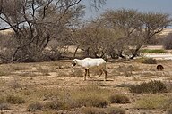 State Animal of Qatar