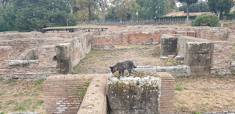 File:Ostia Cat 07 - 49346422826.jpg