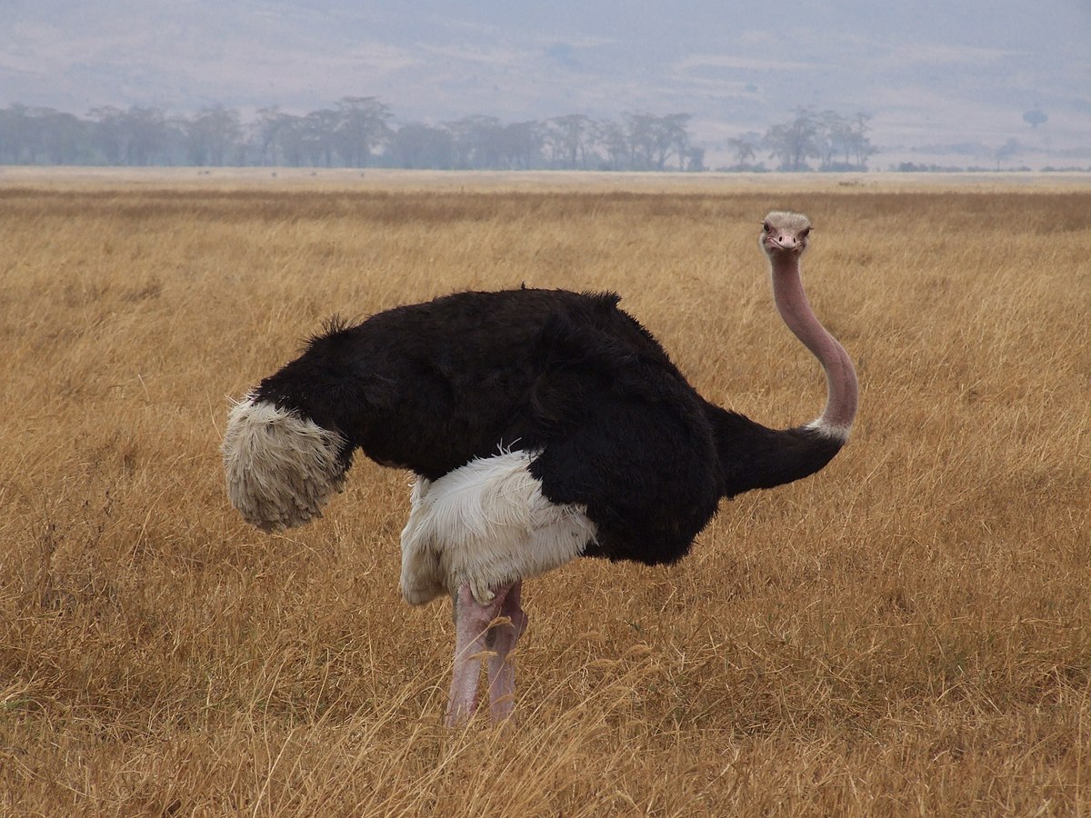 Masai ostrich - Wikipedia