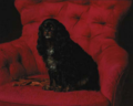 Otto Bache - Cavalier King Charles Spaniel.png