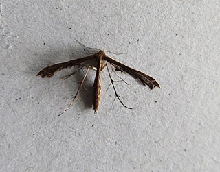 <i>Oxyptilus causodes</i> Species of plume moth