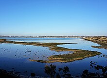 Oyster beds in Hayling Island Oyster beds in Hayling Island 1.jpg