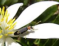 Escaravello Asclera ruficollis en bloodroot.