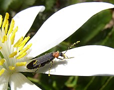 Scarabeo, Asclera ruficollis sul fiore di Sanguinaria canadensis