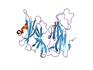 <span class="mw-page-title-main">Copper type II ascorbate-dependent monooxygenase</span> Class of enzymes