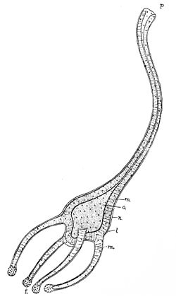PSM V33 D761 Hatched hydra of the cunina octonaria.jpg