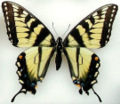 Papilio appalachiensis, female, paratype (allotype)