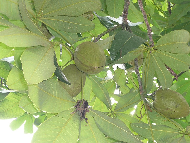 File:Pachira macrocarpa 馬拉巴栗 (天問).jpg