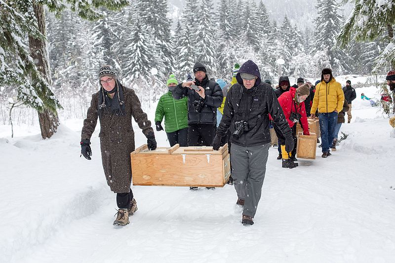 File:Pacific Fisher Release at Mount Rainier National Park (2016-12-17), 033.jpg