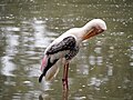 Burung Botak Padi di Zoo Negara Malaysia