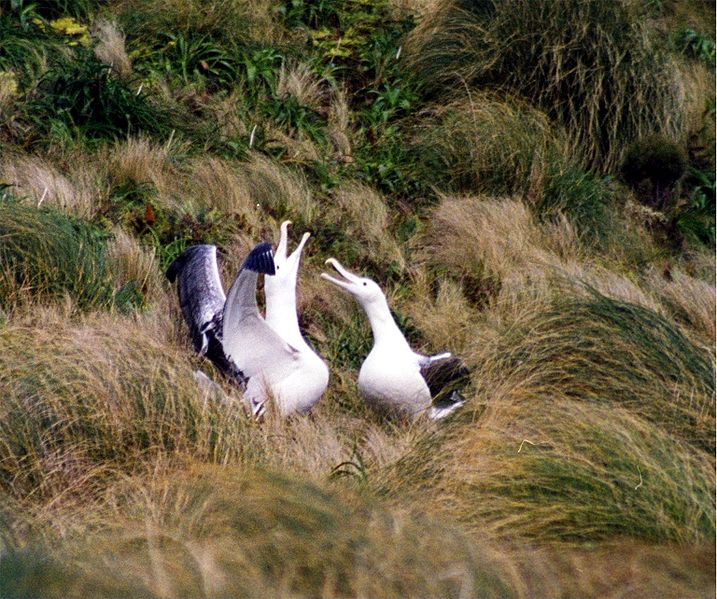 File:Pair of Southern Royal Albatrosses.jpg