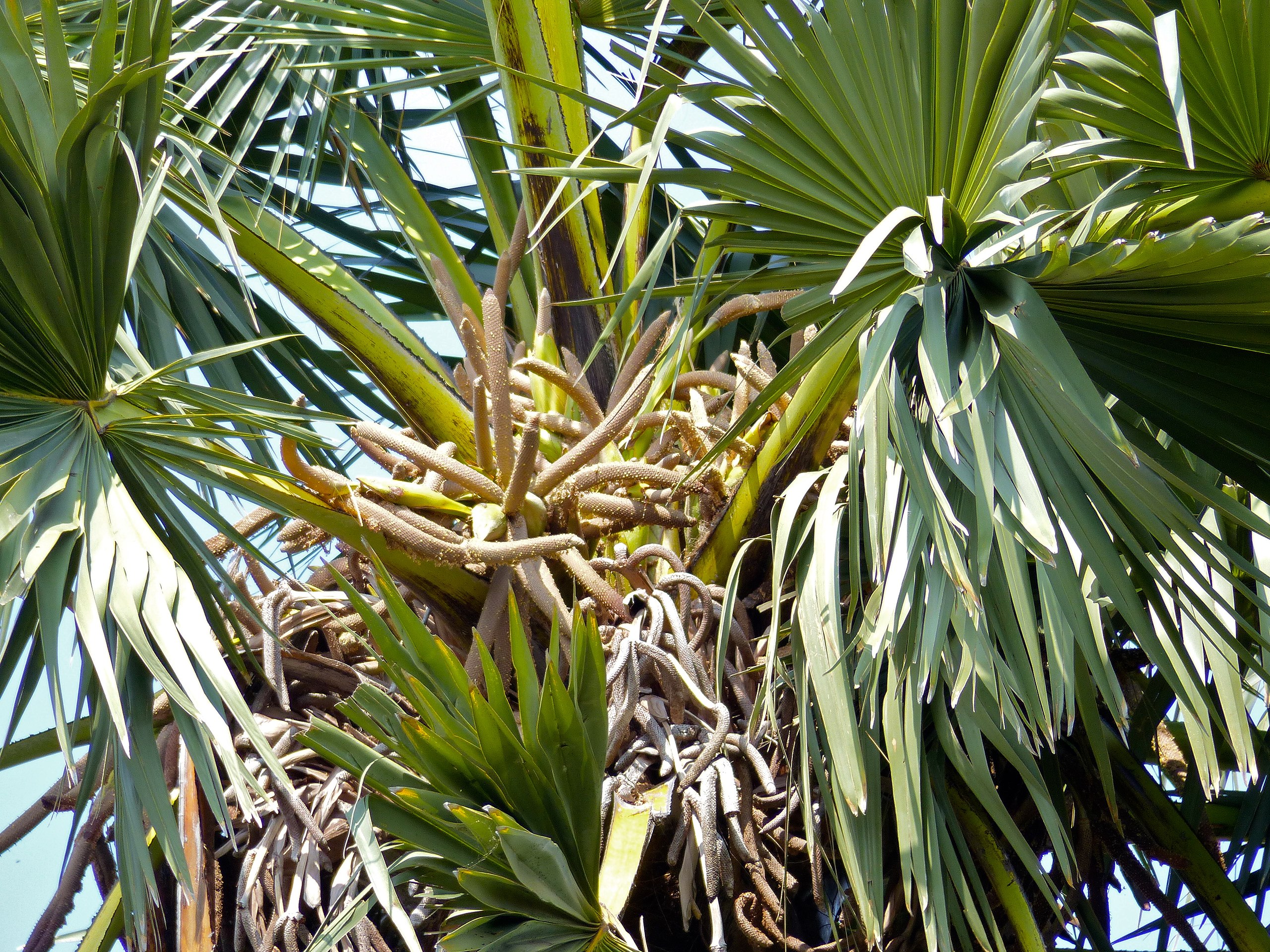 File:Palmyra Palm (Borassus aethiopum) male flowers (11925129254